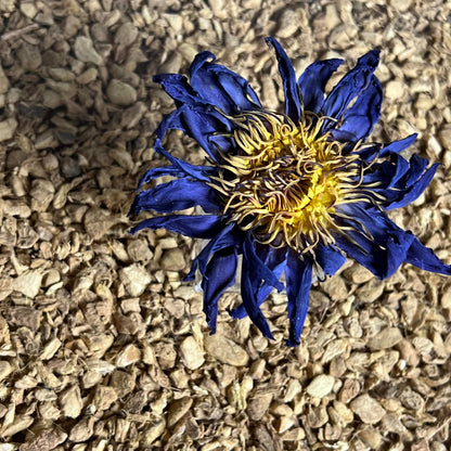 Blue Lotus Whole Flower | 2oz - 1 KG | Bulk